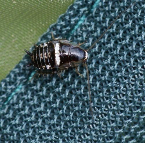 Planuncus vinzi